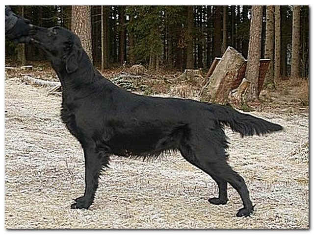 SE U(U)CH SE VCH Flatterhaft Saints And Sinners